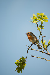 Robin Red Breast