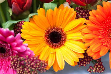 Gerbera Daisies - pink, yellow and orange