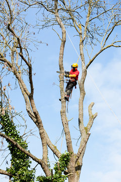 &eacute;laguer un arbre