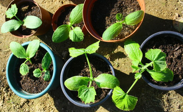 plants en pots de courgette 