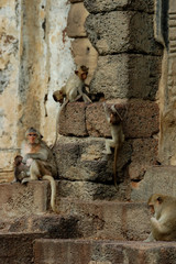 Monkey Temple - Lopburi © massimosp3