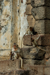 Monkey Temple - Lopburi © massimosp3