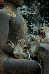 Monkey Temple - Lopburi © massimosp3