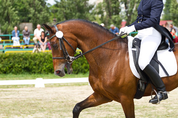 Dressage horse