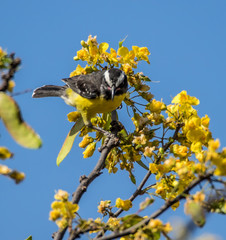 Birds on the yellow blossom