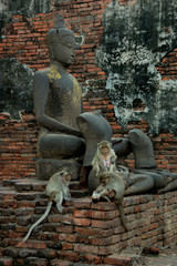 Fototapeta na wymiar Monkey Temple - Lop Buri