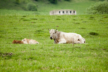 Obraz premium Корова с телятами на зелёном лугу