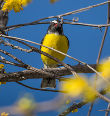 Birds on the yellow blossom