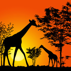 Fototapeta na wymiar giraffes silhouette
