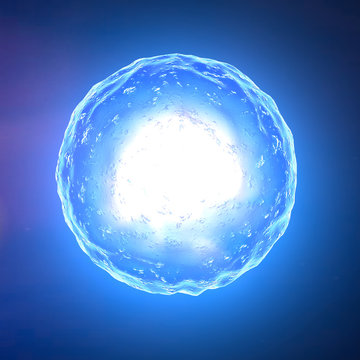 Ovulo cellula concepimento