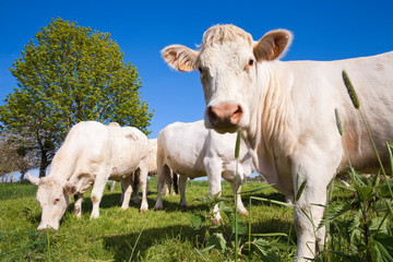 Vaches au pré