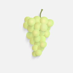 vector illustration of isolated grape.