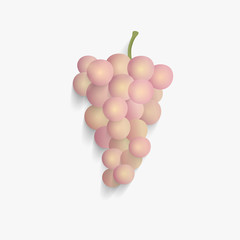 vector illustration of isolated grape.