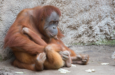 Orang Utanmutter mit Kind