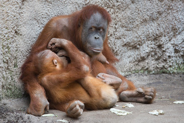 Orang Utanmutter mit Kind