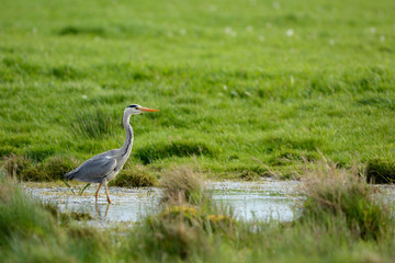 Blue heron in Ditch