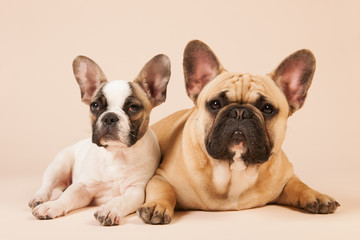 French bulldogs laying on cream background
