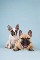 French bulldog puppy and adult dog