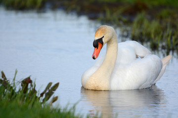 Obraz premium Mute swan swimming in ditch
