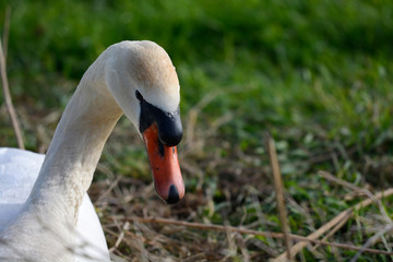 Mute swan on nest