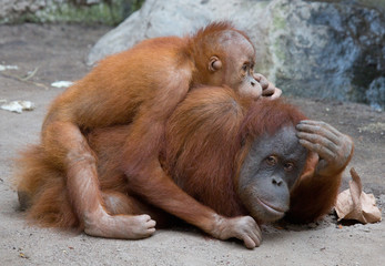 Orang Utanmutter mit Kind