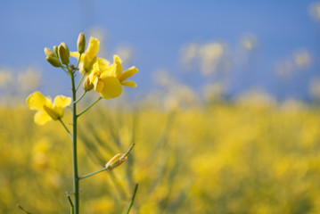 Fototapeta premium rapeseed flower