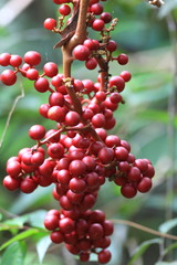 Wild Grape fruit in Sinharaja Forest Reserve , Sri Lanka