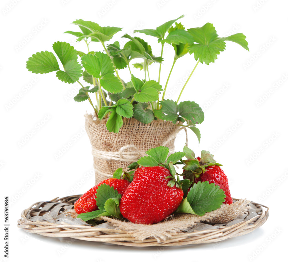 Sticker strawberries with leaves on wicker mat, isolated on white