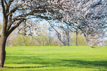 Fototapeta premium Lonely blossoming tree in field