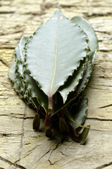 Laurus nobilis Echter Lorbeer Alloro Bay laurel Laurier