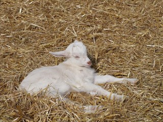 ziegenbaby