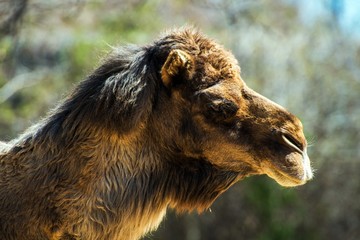 Bactrian Camel
