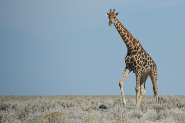 Giraffe (Giraffa camelopardalis)