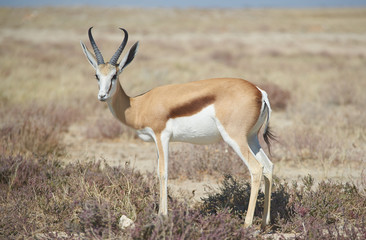 Male Springok (Antidores Marsupialis)