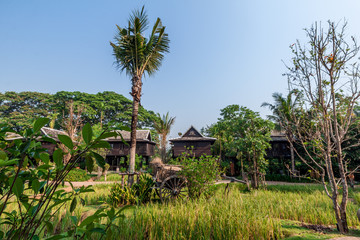 Fototapeta na wymiar Green rice field in the villa,Thailand