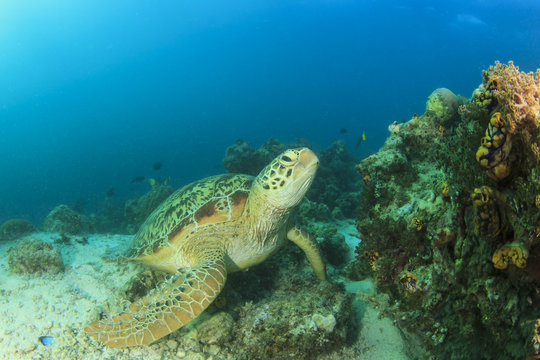 Green Sea Turtle on over coral reef