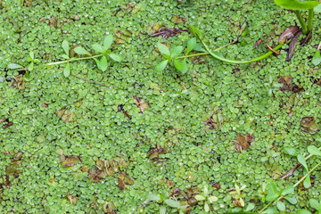 Salvinia natans