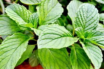 Close up of a green mint plant