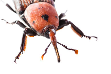 Fototapeta premium weevil macro