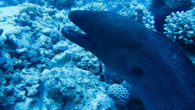 мужчины чистят снег машиной и лопатой