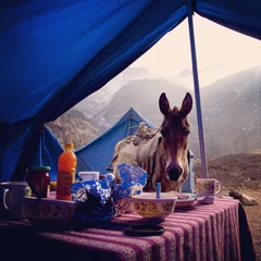 Zelfklevend Fotobehang Himalayan Breakfast © oswe