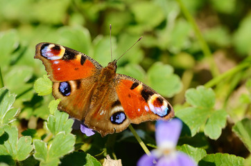 Peacock butterfly in the green field