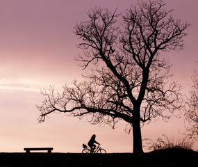 Bench Tree and Bicycle Silhouette