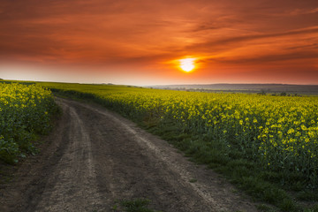Canola field in spring and warm sunset light