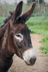 Portrait donkey