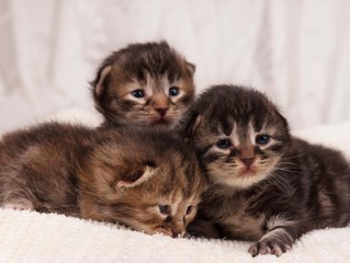 Fototapeta na wymiar Cute kittens