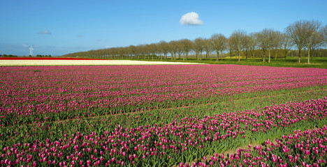 Field with tulips in spring