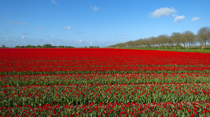 Fototapeta na wymiar Pole z tulipanów na wiosnę