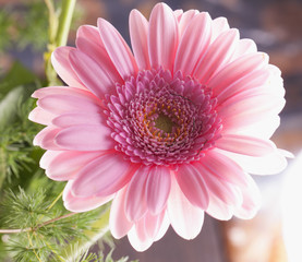 Gerbera