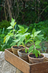 tomato plants